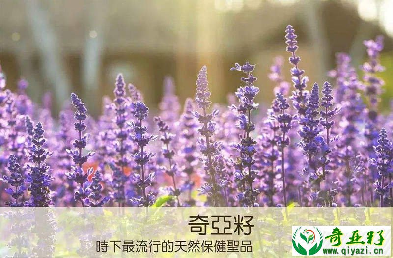 奇亚籽