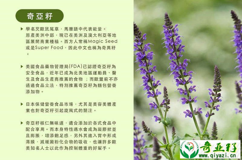 奇亚籽
